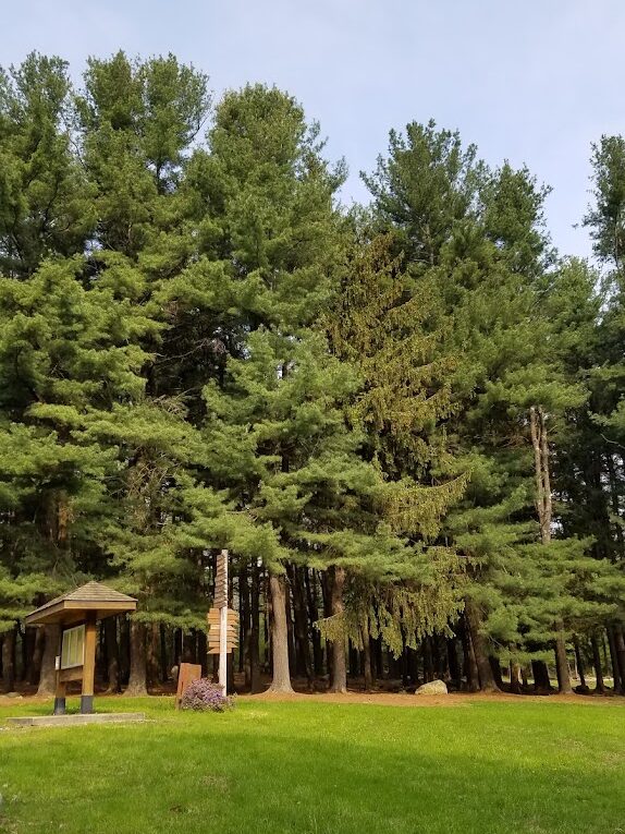 Photo of Forest Trees at Camp
