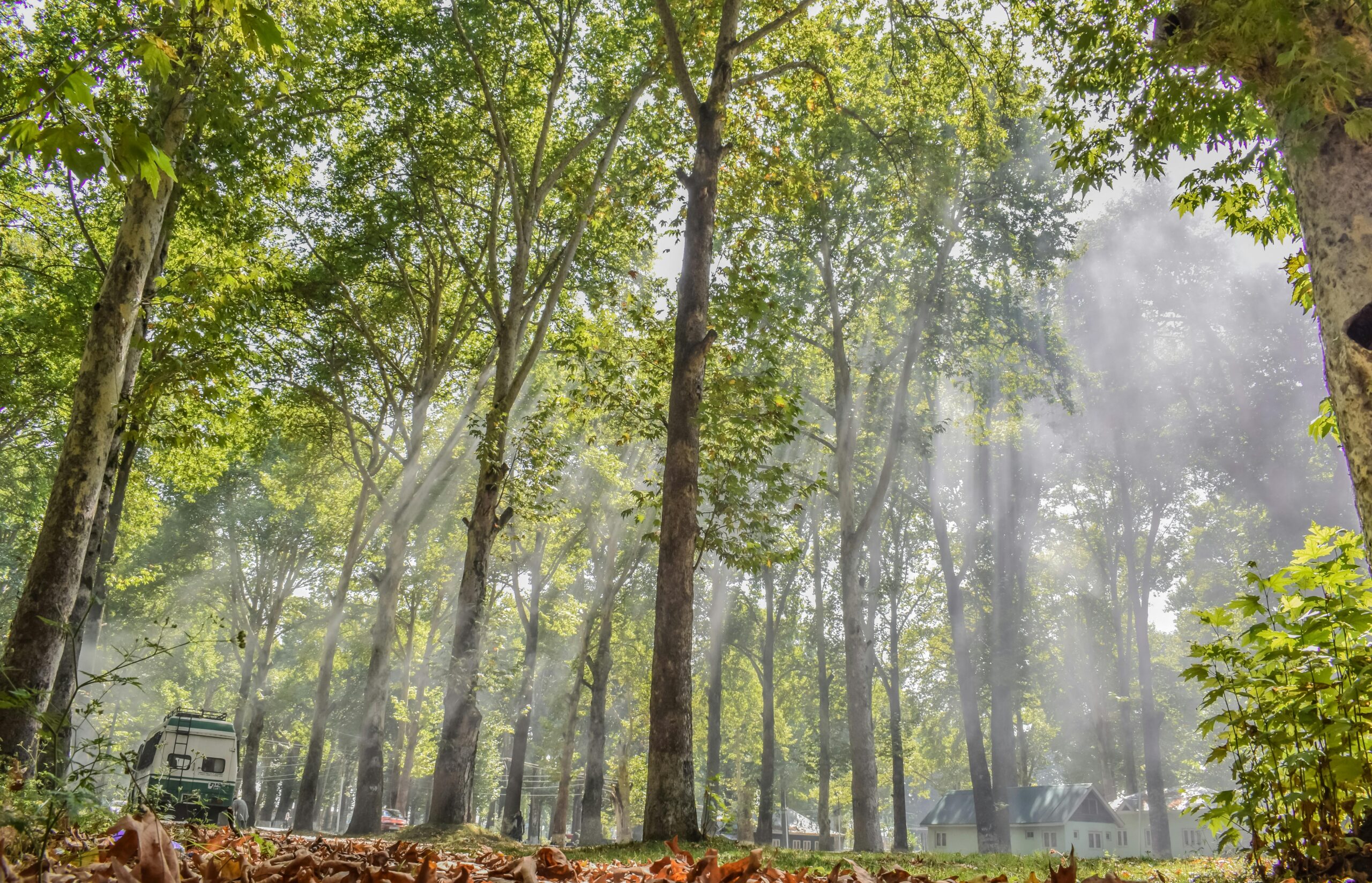 Forest Picture